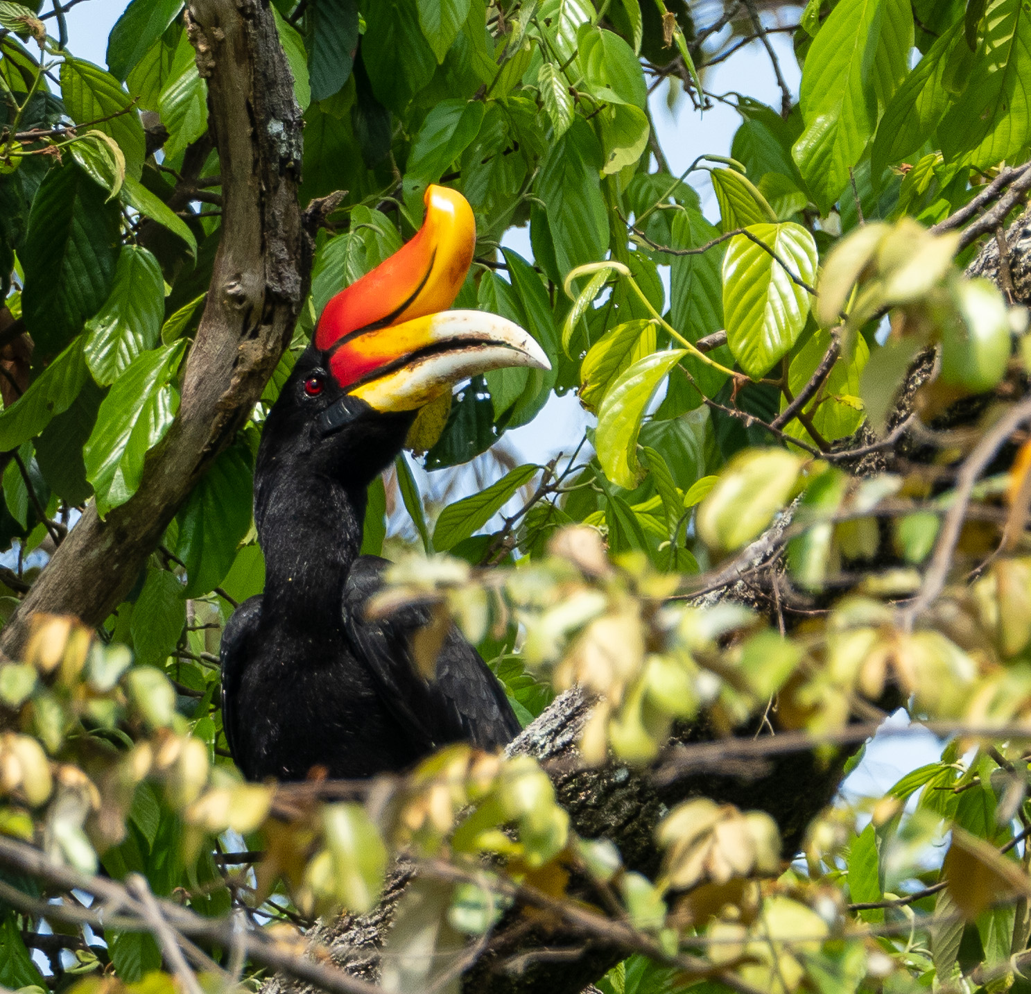 Rhinoceros Hornbill